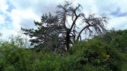 Arbre mort
