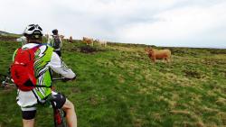 Vaches et VTTistes