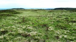 Pâture d'estive avec vaches au Sancy