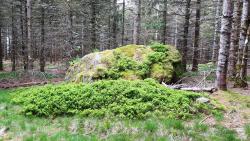 Bloc de granit couvert de mousse