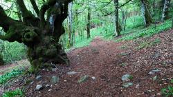 Gros tronc sur le GR 30 (poussages)