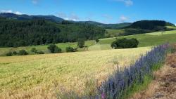 Champ de blé