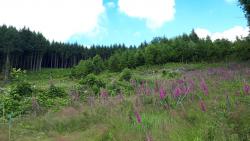 Bois et fleurs