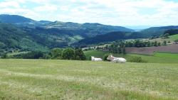 Vaches