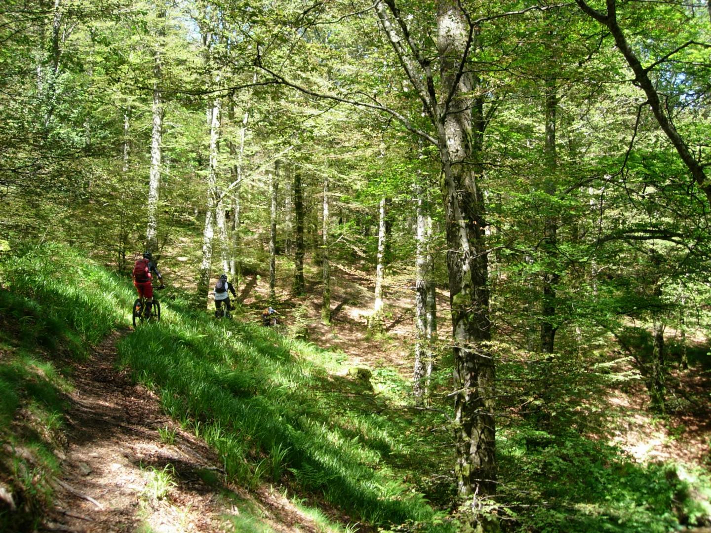 Les hêtres du Roc de Peyremaux