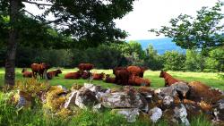 Murette et vaches