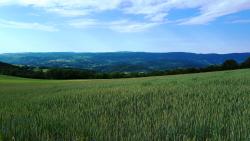 Champs de blé et Monts du Forez