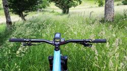 Chemin avec hautes herbes