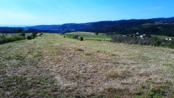 Foins des Monts du Forez