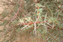 L'acacia: l'ennemi de tes pneus !!