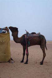 devienette du désert:
- Qu'est-ce qu'un dromaludaire?
- Et bien un chalumeau à 1 bosses...