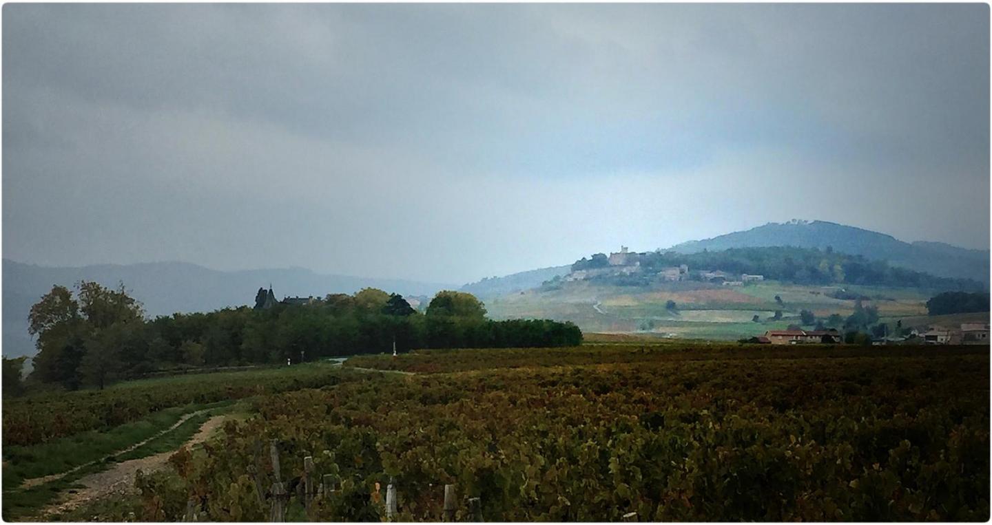 Vignes du Beaujolais