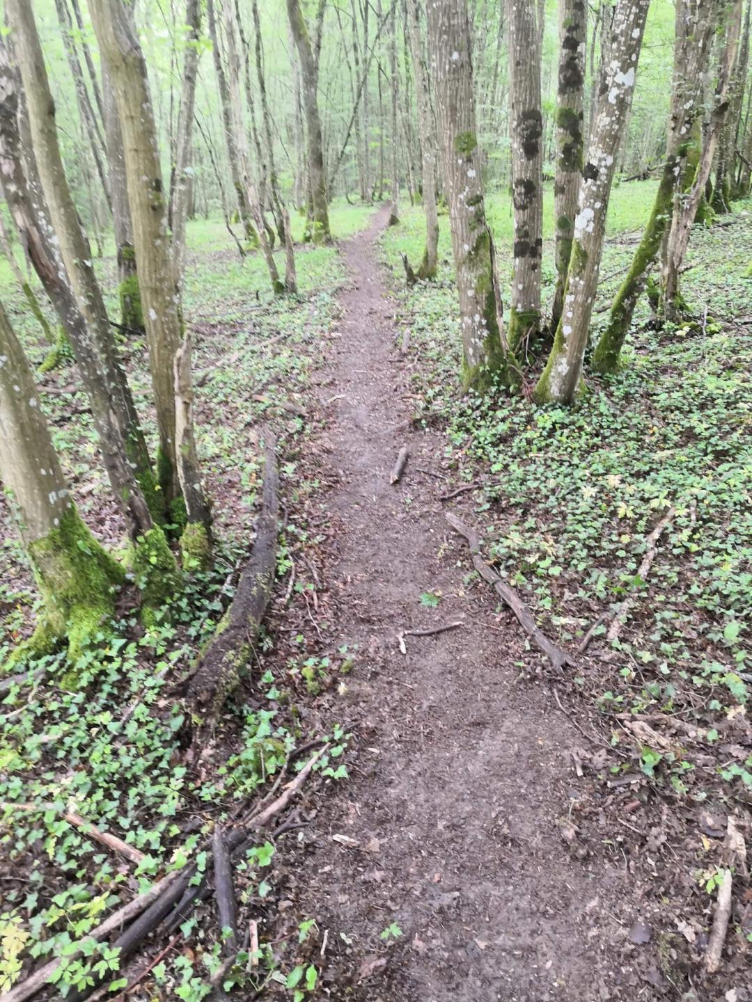 King KOM Singletrack Tour - 45 km