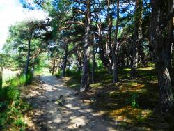 Pins au Mont Renard