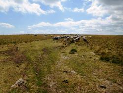 Hautes Chaumes du Forez, troupeaux de moutons