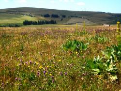Paysages des Hautes Chaumes du Forez, fleurs et gentiane
