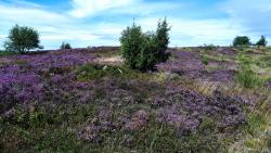 Plateau de la Verrerie, bruyères en fleurs