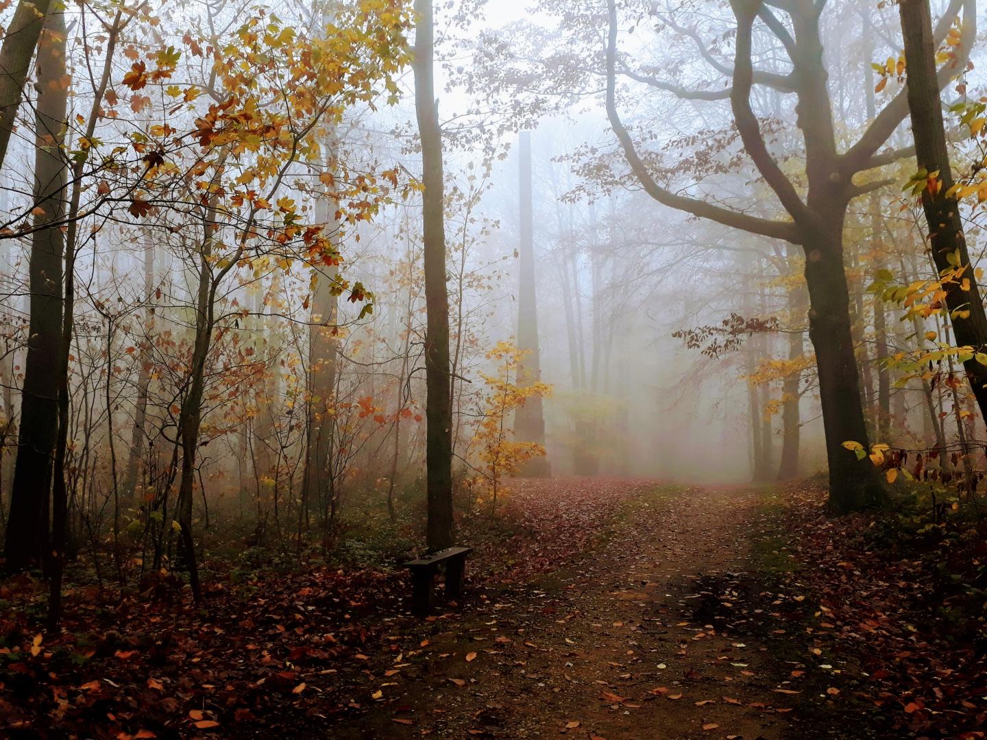 Forêt de Montgé