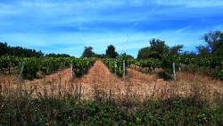 Arpents de vignes