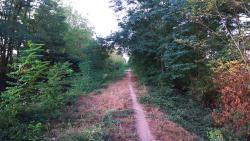 Single au bord de la rigole de l'Arroux