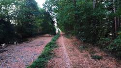 Single au bord de la rigole de l'Arroux