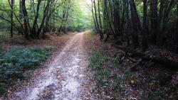 Chemin dans les bois