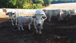 Charolais