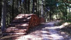 Dans les bois
