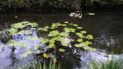 Canards sur la rigole