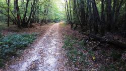 Piste dans le Bois du Quarteron