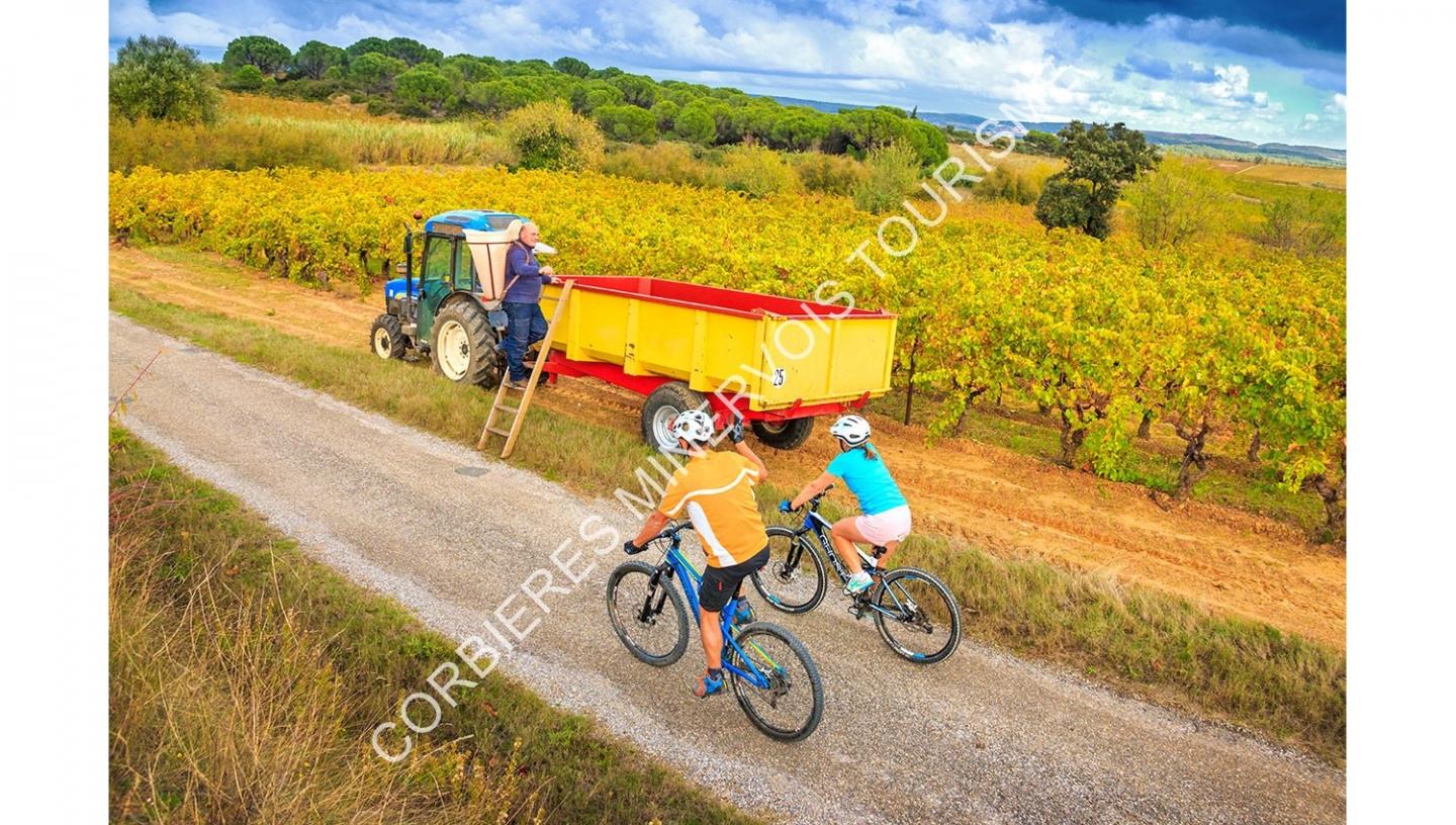 Espace VTT-FFC Corbières - Minervois - Circuit N° 11 : Autour du Pech Ténarel
