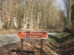 Route forestière d'Ancinnes - Perseigne