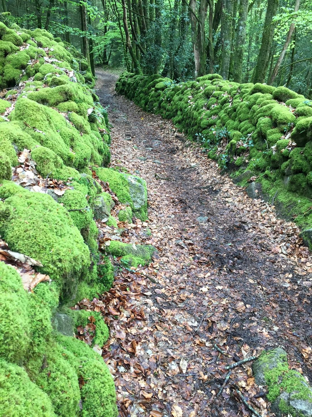 Espace VTT-FFC des Monts de Blond - Circuit n° 6: Les cimes