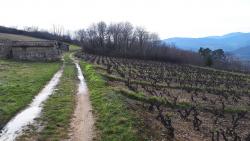 Quelques arpents de vignes