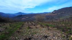 Vue sur les vignes et le Mont Tourvéon (pointu)