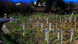 Beaujeu, vignoble