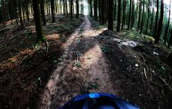 Traversée bois de sapins