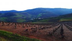 Vignoble du Beaujolais