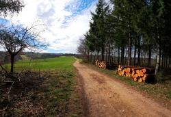 Piste forestière roulante