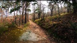 Chemin forestier agréable