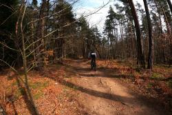  Bois des Fouches, chemin forestier