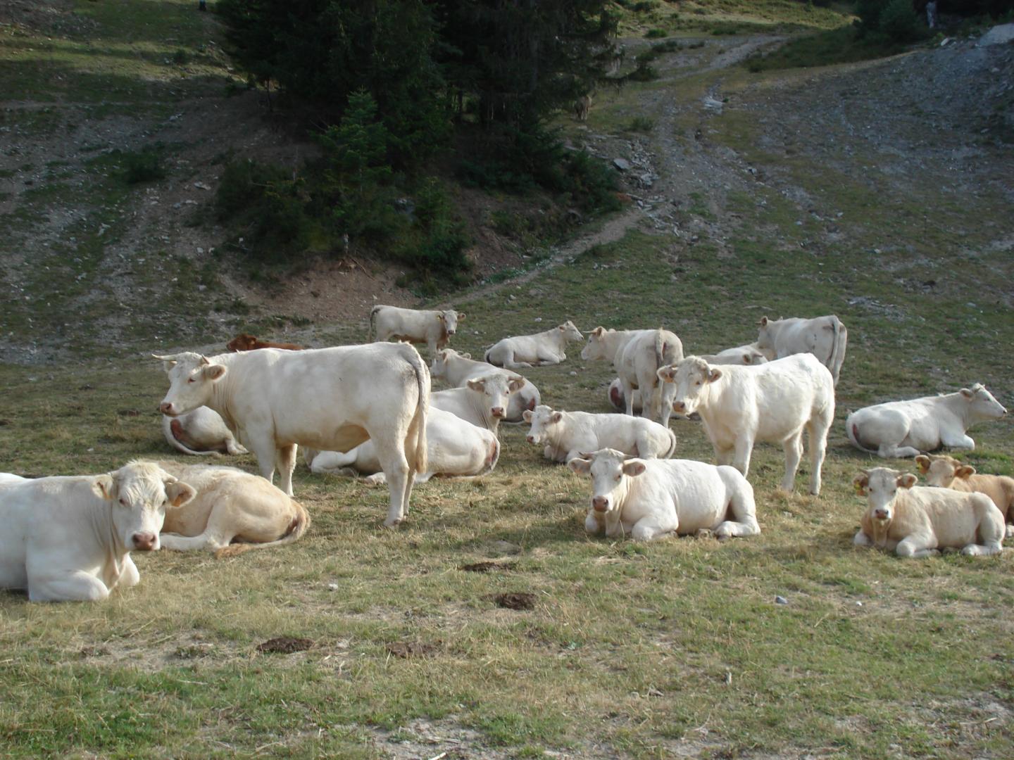 Domaine VTT Provence-Alpes, secteur Blanche Serre-Ponçon - Circuit N°14 : Les clues de Verdaches
