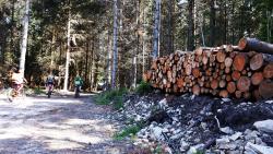 Coupe de bois