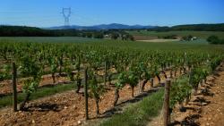 Vignoble et paysage du Beaujolais