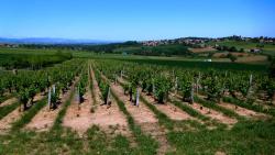 Vignoble du Beaujolais