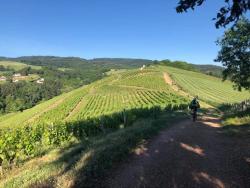St André d'Apchon, vignoble de la Côte Roannaise