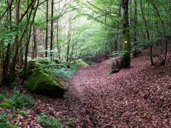Descente dans la vallée du Rouchain