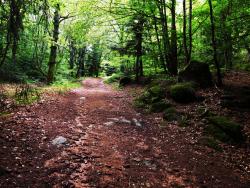 Après Marymbe, montée vers la piste forestière du Plan du Grand Jonc