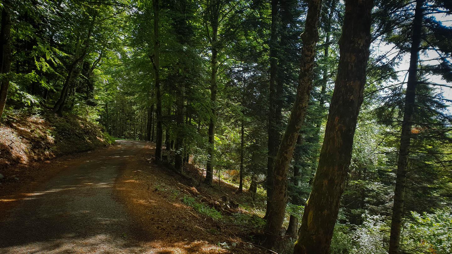 Gex - Baraque de Touppinet - Forêt de Disse