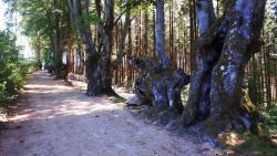 L'allée des hêtres tortueux
